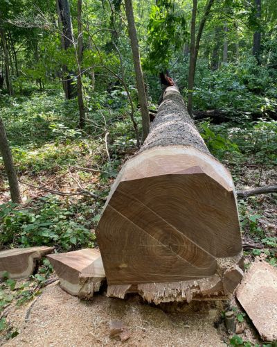 Raw premium hardwood log showing natural wood grain and quality materials used in Holzsch furniture
